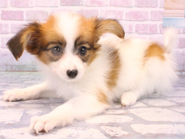 大阪府のパピヨン (Coo&RIKU枚方店/2025年10月21日生まれ/女の子/ホワイトレッド)の子犬の3枚目の画像