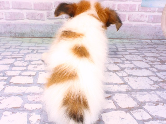 大阪府のパピヨン (Coo&RIKU枚方店/2025年10月21日生まれ/女の子/ホワイトレッド)の子犬の4枚目の画像