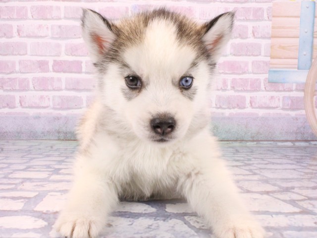 大阪府のシベリアンハスキー (Coo&RIKU枚方店/2025年10月23日生まれ/男の子/グレーホワイト)の子犬の1枚目の画像