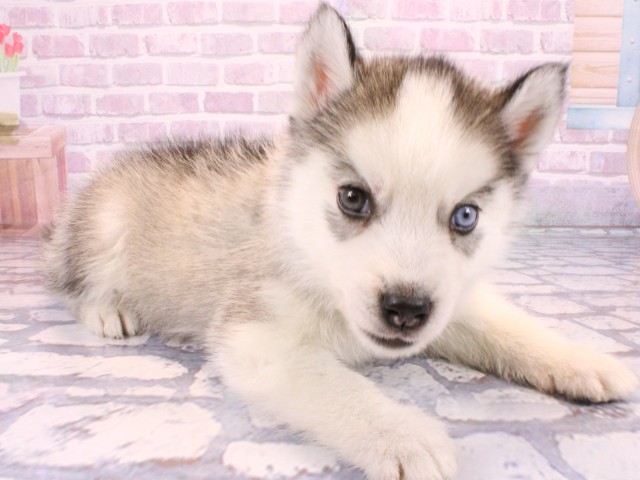 大阪府のシベリアンハスキー (Coo&RIKU枚方店/2025年10月23日生まれ/男の子/グレーホワイト)の子犬の2枚目の画像