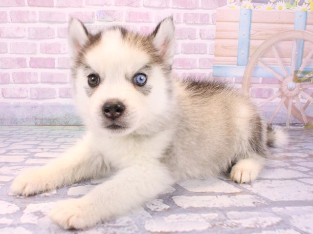 大阪府のシベリアンハスキー (Coo&RIKU枚方店/2025年10月23日生まれ/男の子/グレーホワイト)の子犬の3枚目の画像