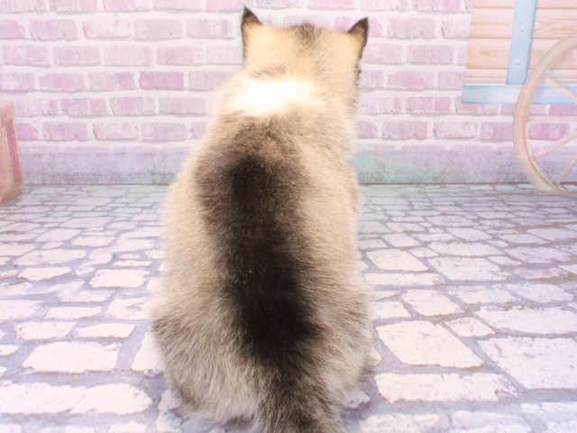 大阪府のシベリアンハスキー (Coo&RIKU枚方店/2025年10月23日生まれ/男の子/グレーホワイト)の子犬の4枚目の画像