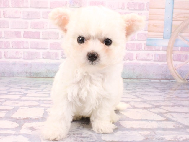 大阪府のビションフリーゼ (Coo&RIKU茶屋町店/2025年10月20日生まれ/男の子/ホワイト)の子犬の1枚目の画像