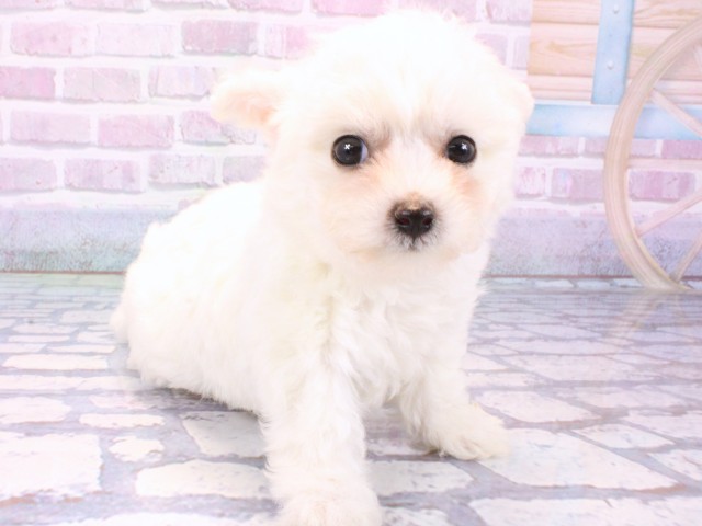 大阪府のビションフリーゼ (Coo&RIKU茶屋町店/2025年10月20日生まれ/男の子/ホワイト)の子犬の2枚目の画像