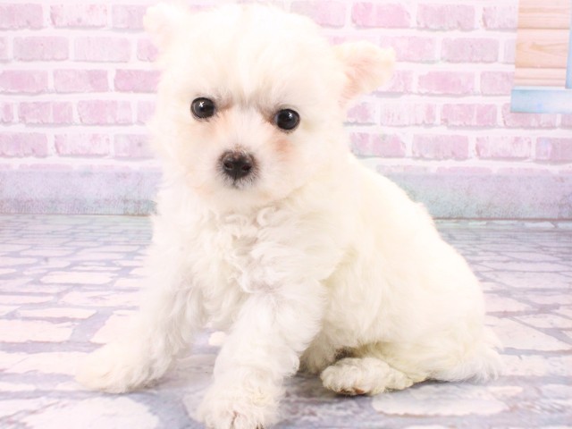 大阪府のビションフリーゼ (Coo&RIKU茶屋町店/2025年10月20日生まれ/男の子/ホワイト)の子犬の3枚目の画像