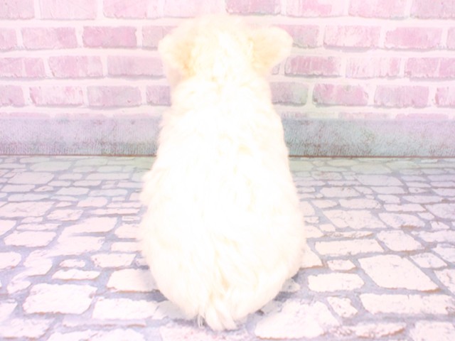 大阪府のビションフリーゼ (Coo&RIKU茶屋町店/2025年10月20日生まれ/男の子/ホワイト)の子犬の4枚目の画像