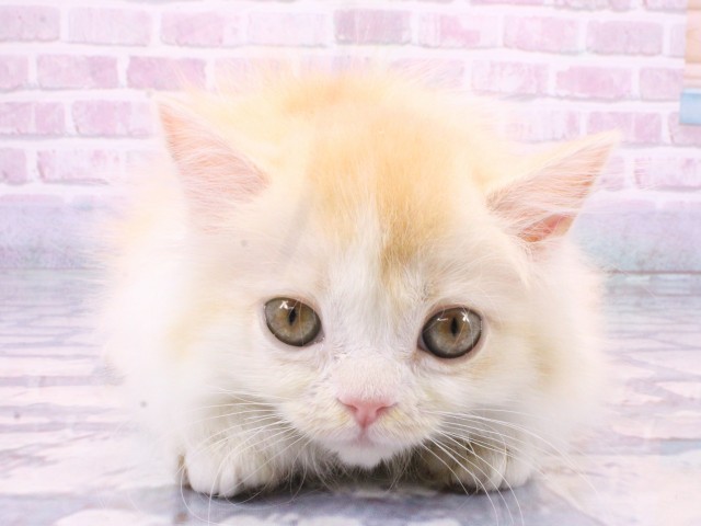京都府のマンチカン (Coo&RIKU京都河原町店/2025年10月6日生まれ/女の子/クリームタビーホワイト)の子猫の1枚目の画像