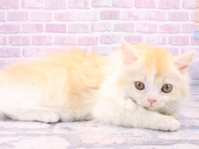 京都府のマンチカン (Coo&RIKU京都河原町店/2025年10月6日生まれ/女の子/クリームタビーホワイト)の子猫の2枚目の画像