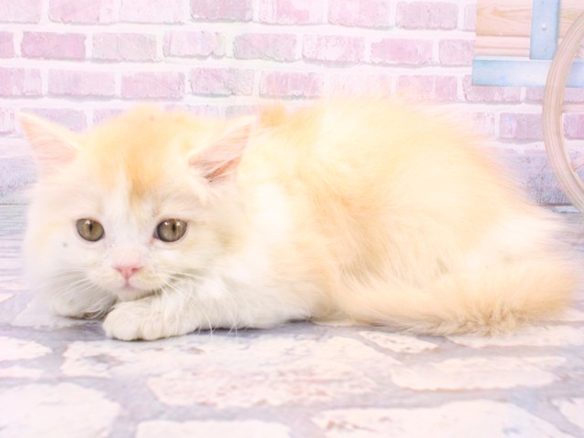 京都府のマンチカン (Coo&RIKU京都河原町店/2025年10月6日生まれ/女の子/クリームタビーホワイト)の子猫の3枚目の画像