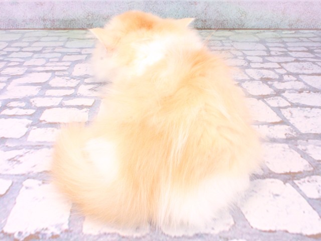 京都府のマンチカン (Coo&RIKU京都河原町店/2025年10月6日生まれ/女の子/クリームタビーホワイト)の子猫の4枚目の画像