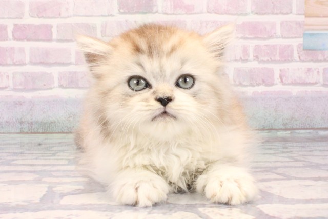 大阪府のラガマフィン (Coo&RIKU梅田店/2025年10月21日生まれ/男の子/シルバータビーホワイト)の子猫の1枚目の画像