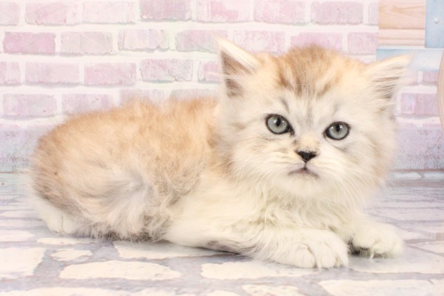 大阪府のラガマフィン (Coo&RIKU梅田店/2025年10月21日生まれ/男の子/シルバータビーホワイト)の子猫の2枚目の画像