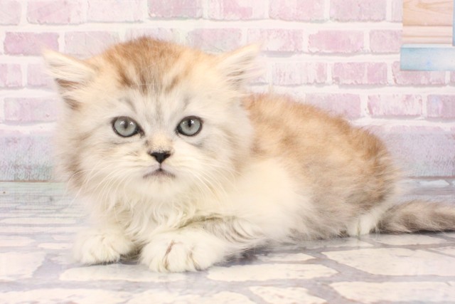 大阪府のラガマフィン (Coo&RIKU梅田店/2025年10月21日生まれ/男の子/シルバータビーホワイト)の子猫の3枚目の画像