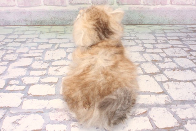 大阪府のラガマフィン (Coo&RIKU梅田店/2025年10月21日生まれ/男の子/シルバータビーホワイト)の子猫の4枚目の画像