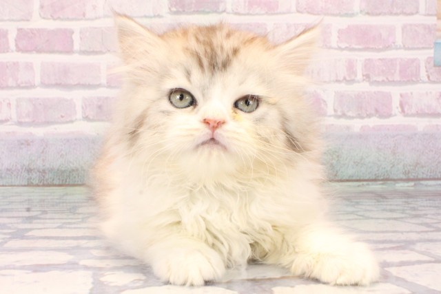 大阪府のラガマフィン (Coo&RIKU茶屋町店/2025年10月21日生まれ/女の子/シルバーパッチドタビーホワイト)の子猫