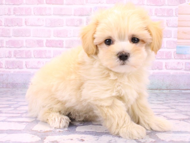 大阪府のマルプー(マルチーズ×プードル) (Coo&RIKU梅田店/2025年10月22日生まれ/男の子/クリーム)の子犬の2枚目の画像