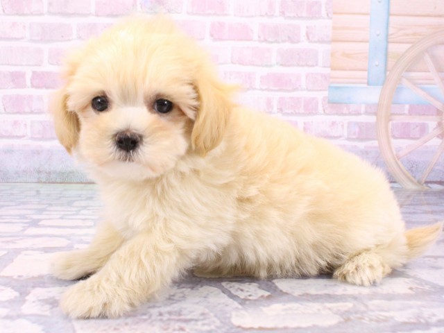 大阪府のマルプー(マルチーズ×プードル) (Coo&RIKU梅田店/2025年10月22日生まれ/男の子/クリーム)の子犬の3枚目の画像