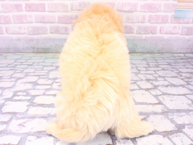 大阪府のマルプー(マルチーズ×プードル) (Coo&RIKU梅田店/2025年10月22日生まれ/男の子/クリーム)の子犬の4枚目の画像