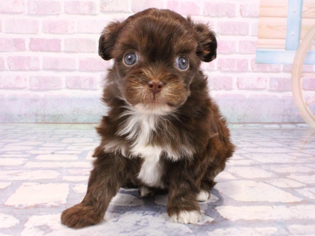 大阪府のチワプー/プーチー(チワワ×プードル) (Coo&RIKU高槻店/2025年10月23日生まれ/女の子/チョコレートタンホワイト)の子犬の1枚目の画像