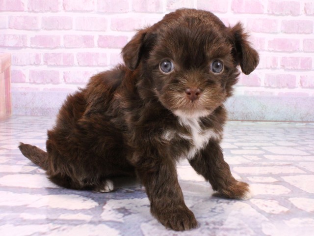 大阪府のチワプー/プーチー(チワワ×プードル) (Coo&RIKU高槻店/2025年10月23日生まれ/女の子/チョコレートタンホワイト)の子犬の2枚目の画像