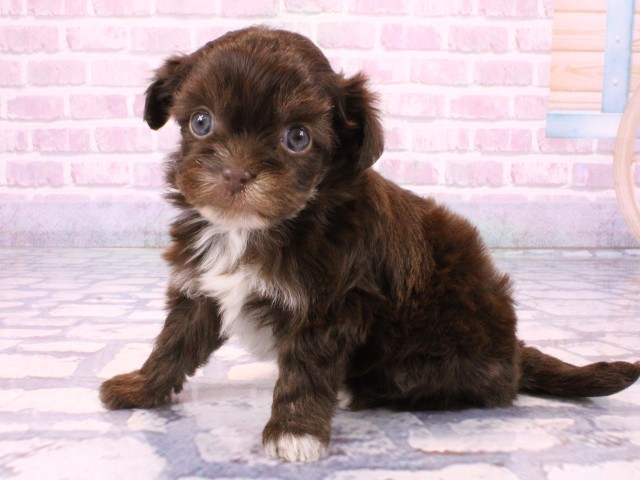 大阪府のチワプー/プーチー(チワワ×プードル) (Coo&RIKU高槻店/2025年10月23日生まれ/女の子/チョコレートタンホワイト)の子犬の3枚目の画像