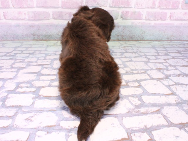 大阪府のチワプー/プーチー(チワワ×プードル) (Coo&RIKU高槻店/2025年10月23日生まれ/女の子/チョコレートタンホワイト)の子犬の4枚目の画像