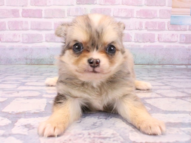 チワワ(ロングコート)