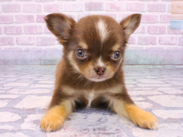 兵庫県のチワワ(ロング) (Coo&RIKU姫路店/2025年10月23日生まれ/男の子/チョコレートクリームホワイト)の子犬の1枚目の画像