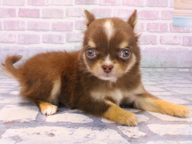 兵庫県のチワワ(ロング) (Coo&RIKU姫路店/2025年10月23日生まれ/男の子/チョコレートクリームホワイト)の子犬の2枚目の画像