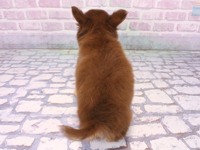 兵庫県のチワワ(ロング) (Coo&RIKU姫路店/2025年10月23日生まれ/男の子/チョコレートクリームホワイト)の子犬の4枚目の画像