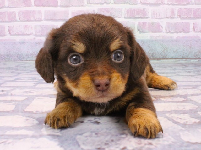 大阪府のチワックス(チワワ×ダックス) (Coo&RIKU天王寺店/2025年10月23日生まれ/女の子/チョコレートタン)の子犬の1枚目の画像