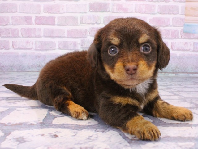 大阪府のチワックス(チワワ×ダックス) (Coo&RIKU天王寺店/2025年10月23日生まれ/女の子/チョコレートタン)の子犬の2枚目の画像