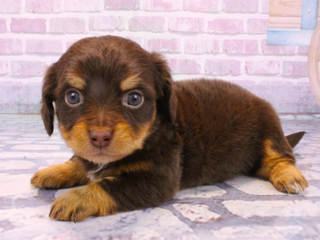 大阪府のチワックス(チワワ×ダックス) (Coo&RIKU天王寺店/2025年10月23日生まれ/女の子/チョコレートタン)の子犬の3枚目の画像