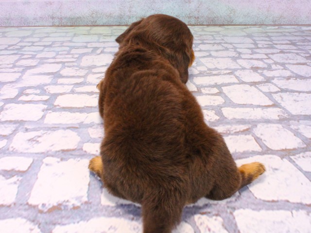 大阪府のチワックス(チワワ×ダックス) (Coo&RIKU天王寺店/2025年10月23日生まれ/女の子/チョコレートタン)の子犬の4枚目の画像