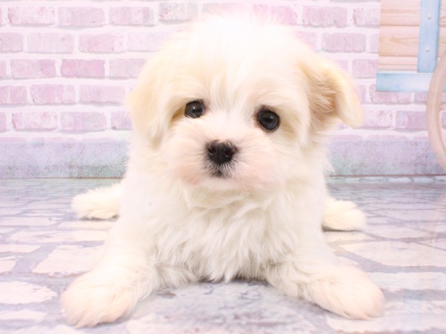 兵庫県のマルプー(マルチーズ×プードル) (Coo&RIKU丹波店/2025年10月23日生まれ/男の子/クリームホワイト)の子犬の1枚目の画像