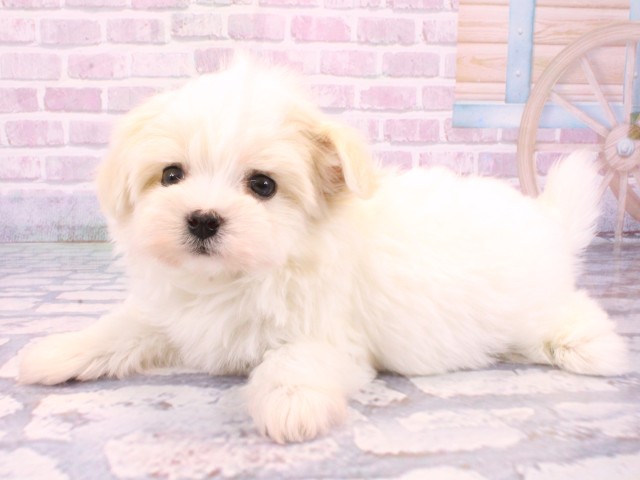 兵庫県のマルプー(マルチーズ×プードル) (Coo&RIKU丹波店/2025年10月23日生まれ/男の子/クリームホワイト)の子犬の3枚目の画像