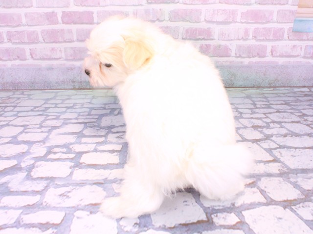 兵庫県のマルプー(マルチーズ×プードル) (Coo&RIKU丹波店/2025年10月23日生まれ/男の子/クリームホワイト)の子犬の4枚目の画像