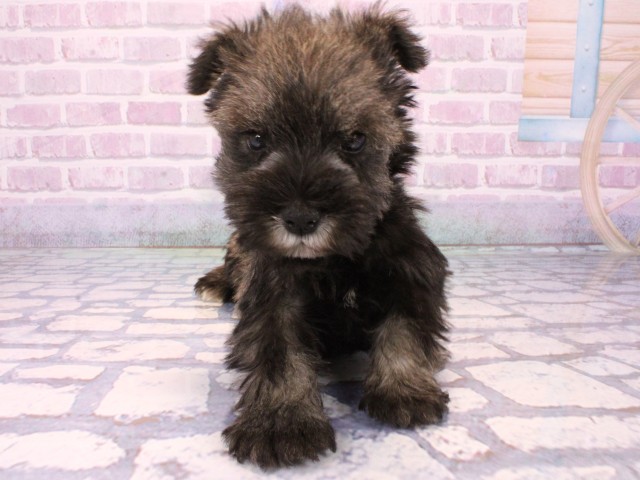 兵庫県のミニチュアシュナウザー (Coo&RIKU神戸垂水店/2025年10月21日生まれ/男の子/ソルトペッパー)の子犬の1枚目の画像