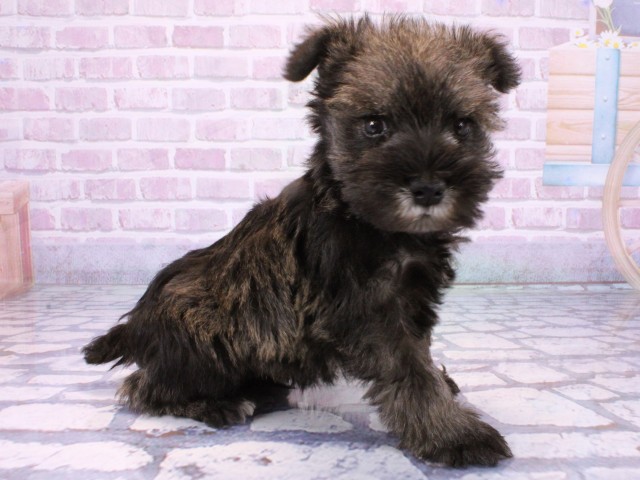 兵庫県のミニチュアシュナウザー (Coo&RIKU神戸垂水店/2025年10月21日生まれ/男の子/ソルトペッパー)の子犬の2枚目の画像