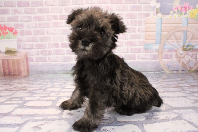 兵庫県のミニチュアシュナウザー (Coo&RIKU神戸垂水店/2025年10月21日生まれ/男の子/ソルトペッパー)の子犬の3枚目の画像