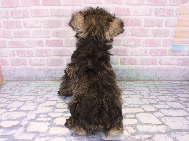 兵庫県のミニチュアシュナウザー (Coo&RIKU神戸垂水店/2025年10月21日生まれ/男の子/ソルトペッパー)の子犬の4枚目の画像