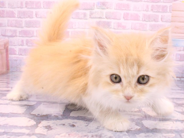 大阪府のサイベリアン (Coo&RIKU和泉店/2025年10月23日生まれ/女の子/クリームタビーホワイト)の子猫の2枚目の画像