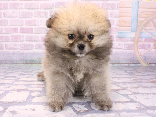滋賀県のポメラニアン (Coo&RIKUアヤハディオ水口店/2025年10月22日生まれ/女の子/ウルフセーブル)の子犬の1枚目の画像