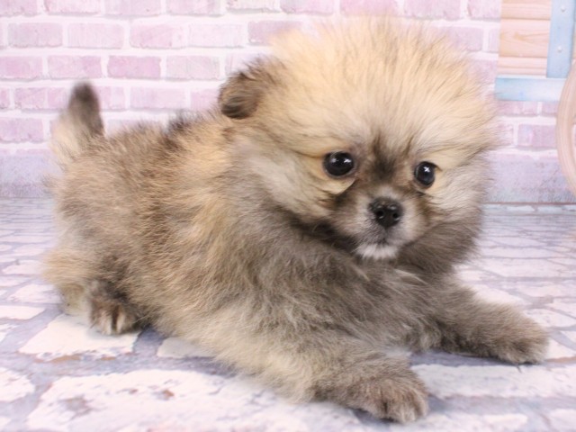 滋賀県のポメラニアン (Coo&RIKUアヤハディオ水口店/2025年10月22日生まれ/女の子/ウルフセーブル)の子犬の2枚目の画像