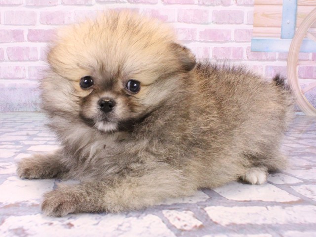 滋賀県のポメラニアン (Coo&RIKUアヤハディオ水口店/2025年10月22日生まれ/女の子/ウルフセーブル)の子犬の3枚目の画像