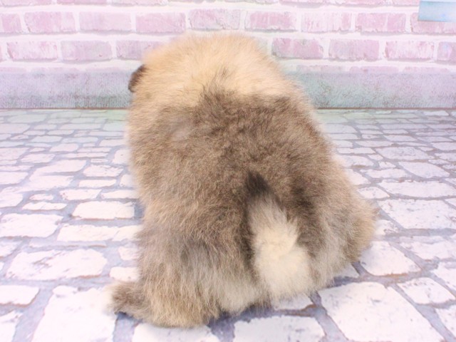 滋賀県のポメラニアン (Coo&RIKUアヤハディオ水口店/2025年10月22日生まれ/女の子/ウルフセーブル)の子犬の4枚目の画像