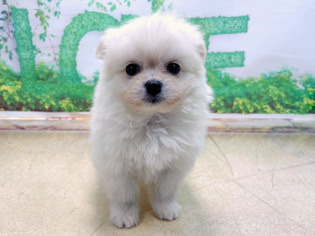 兵庫県のポメマル/マルポメ(ポメラニアン×マルチーズ) (Coo&RIKU神戸垂水店/2025年10月23日生まれ/男の子/クリーム)の子犬の1枚目の画像