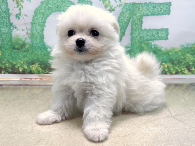 兵庫県のポメマル/マルポメ(ポメラニアン×マルチーズ) (Coo&RIKU神戸垂水店/2025年10月23日生まれ/男の子/クリーム)の子犬の2枚目の画像