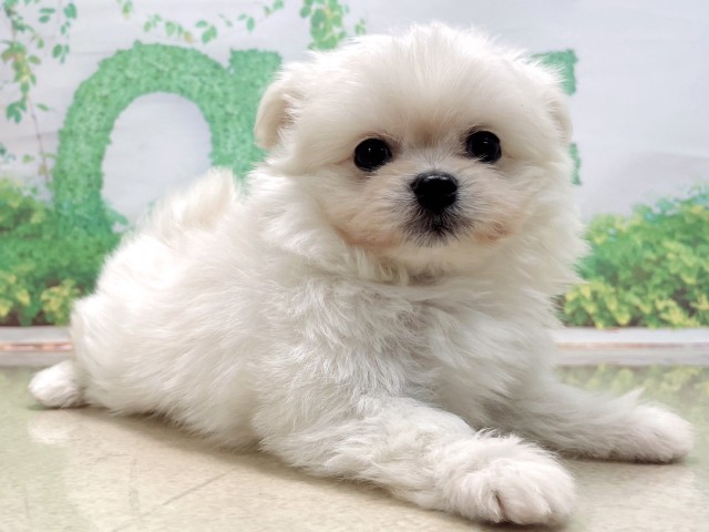 兵庫県のポメマル/マルポメ(ポメラニアン×マルチーズ) (Coo&RIKU神戸垂水店/2025年10月23日生まれ/男の子/クリーム)の子犬の3枚目の画像