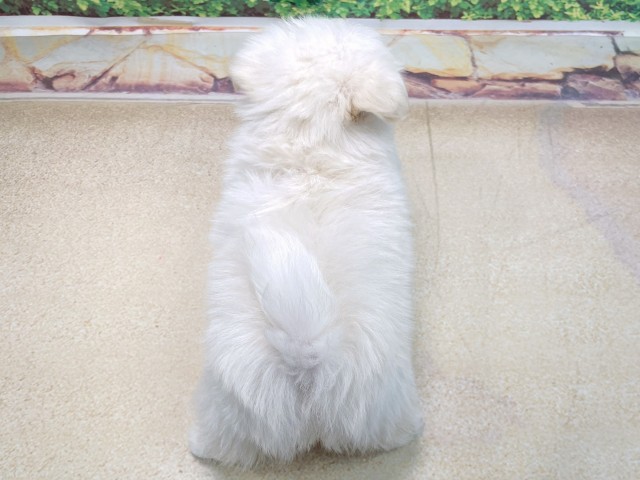 兵庫県のポメマル/マルポメ(ポメラニアン×マルチーズ) (Coo&RIKU神戸垂水店/2025年10月23日生まれ/男の子/クリーム)の子犬の4枚目の画像